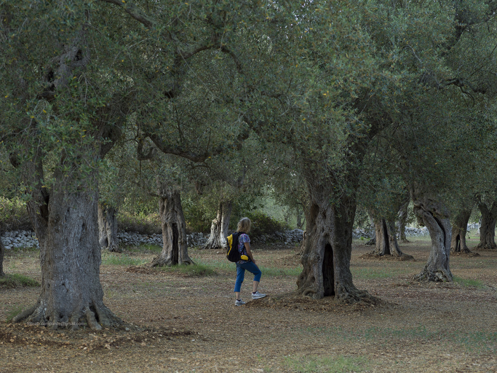 Olive Groves, Cutrofiano, Salento, Puglia, Italy, Europe