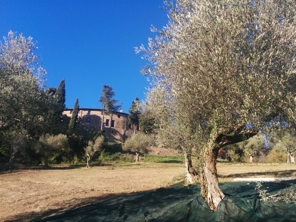 il richiamo della foresta