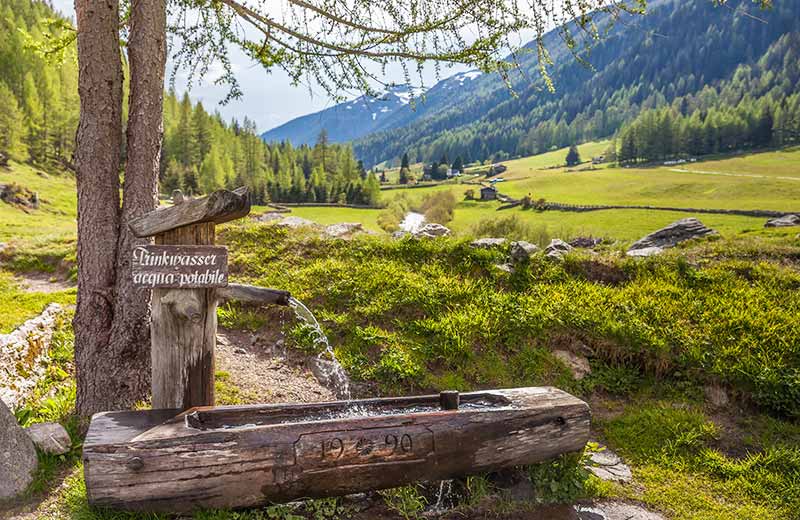 il richiamo della foresta