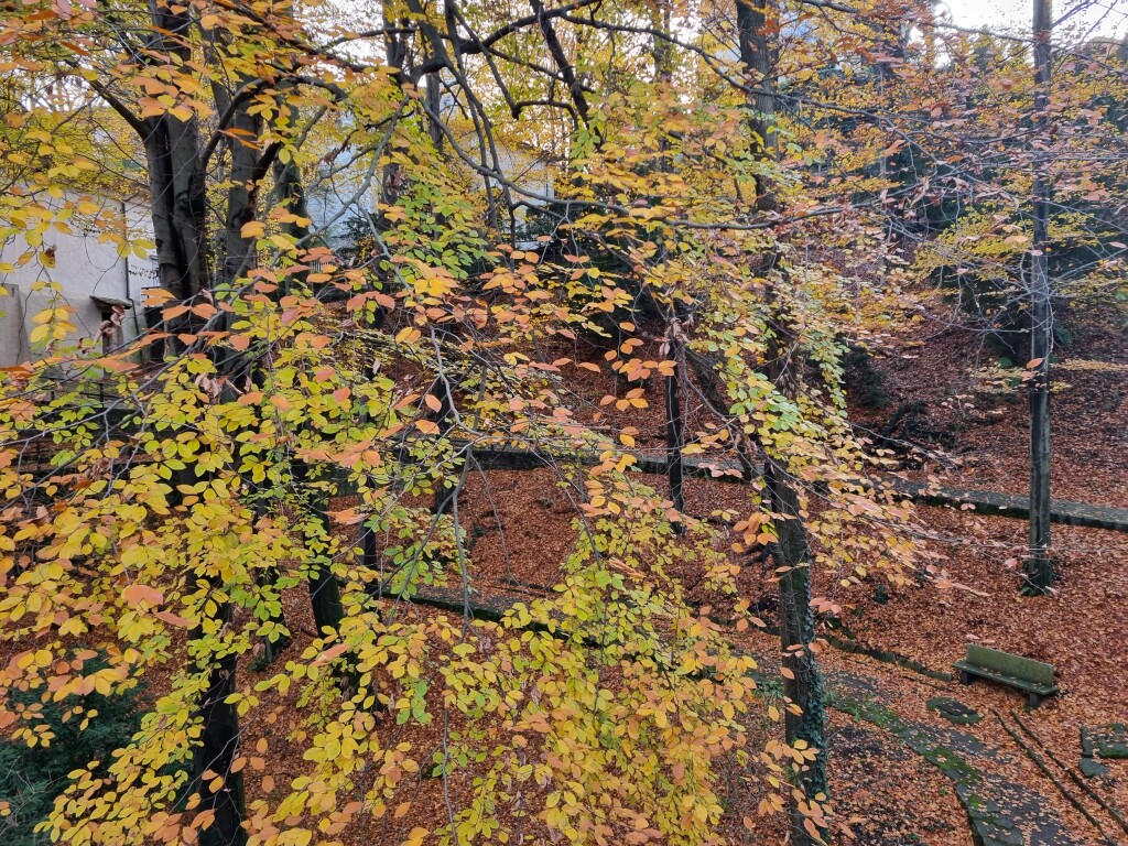 La salita al Sacro Monte di Varallo attraverso il Bosco Sacro,  credits  Maurizia  Ghisoni