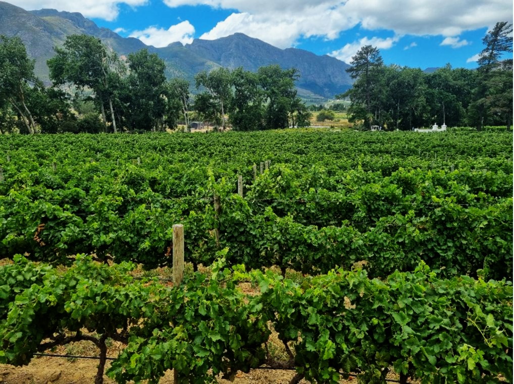 Sudafrica, vigneti nelle Winelands