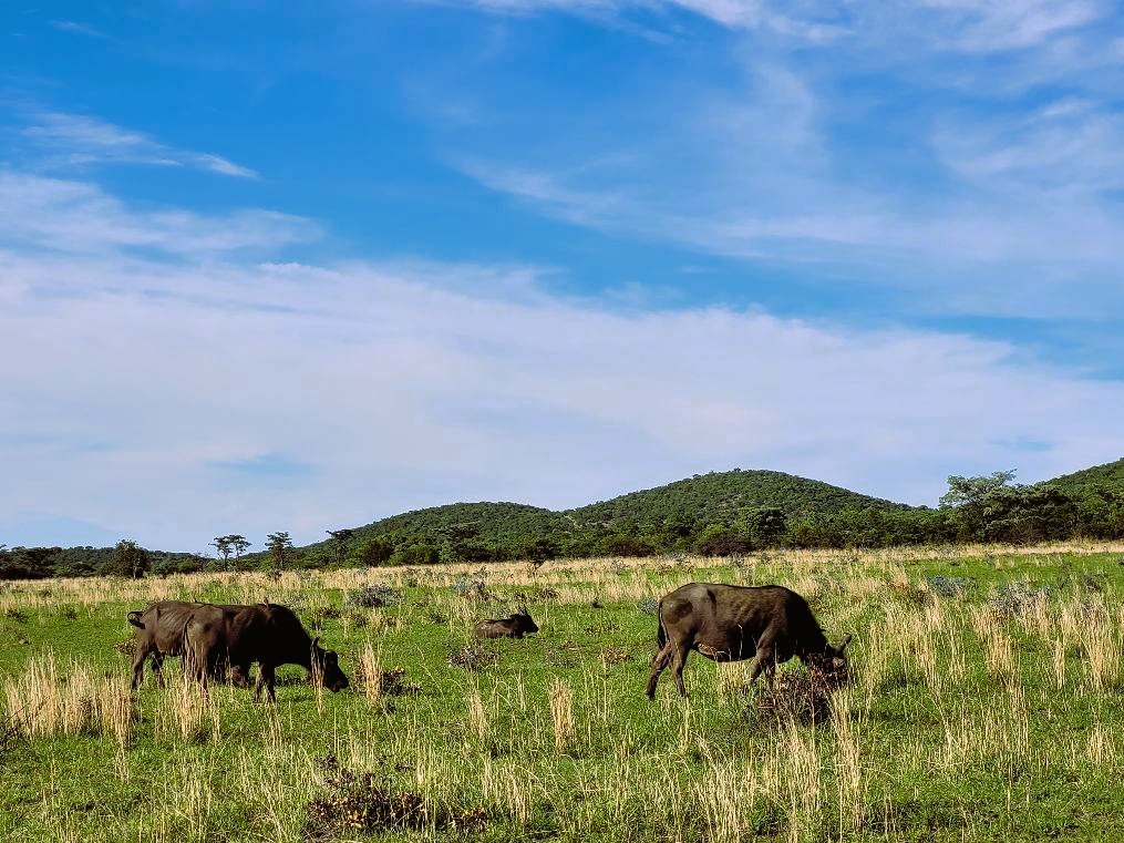 Bufali nella savana sudafricana credits Maurizia Ghisoni