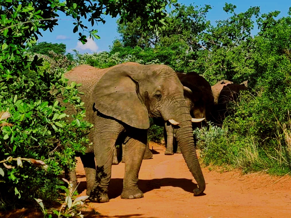 Sudafrica, Mabula Reserve, un'elefantessa sul nostro percorso                 credits M. Ghisoni