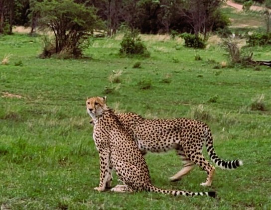 Sudafrica, Mabula Reserve, coppia di ghepardi  credits M.Ghisoni