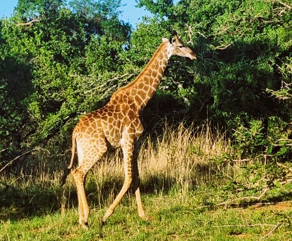 Sudafrica, Mabula Reserve, l'incontro con una giraffa credits Maurizia Ghisoni