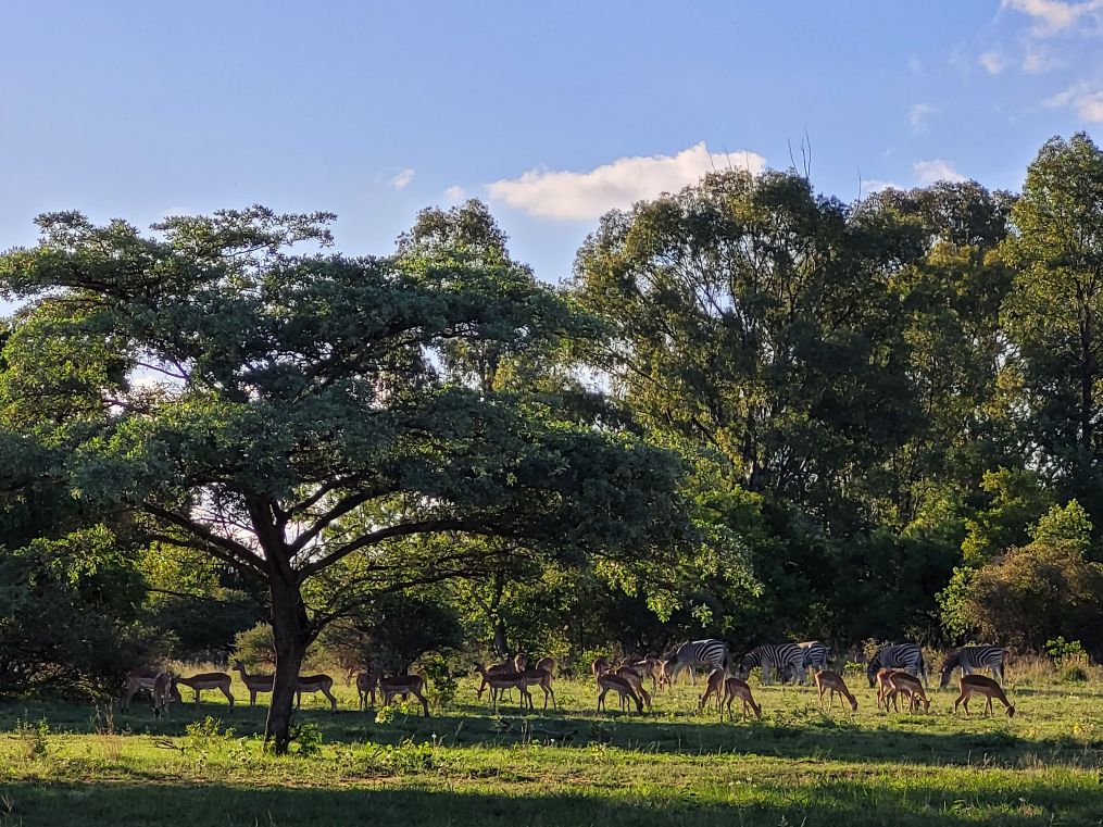 Sudafrica, Mabula Reserve, Gazzelle, zebre e antilopi al pascolo  credits Maurizia Ghisoni