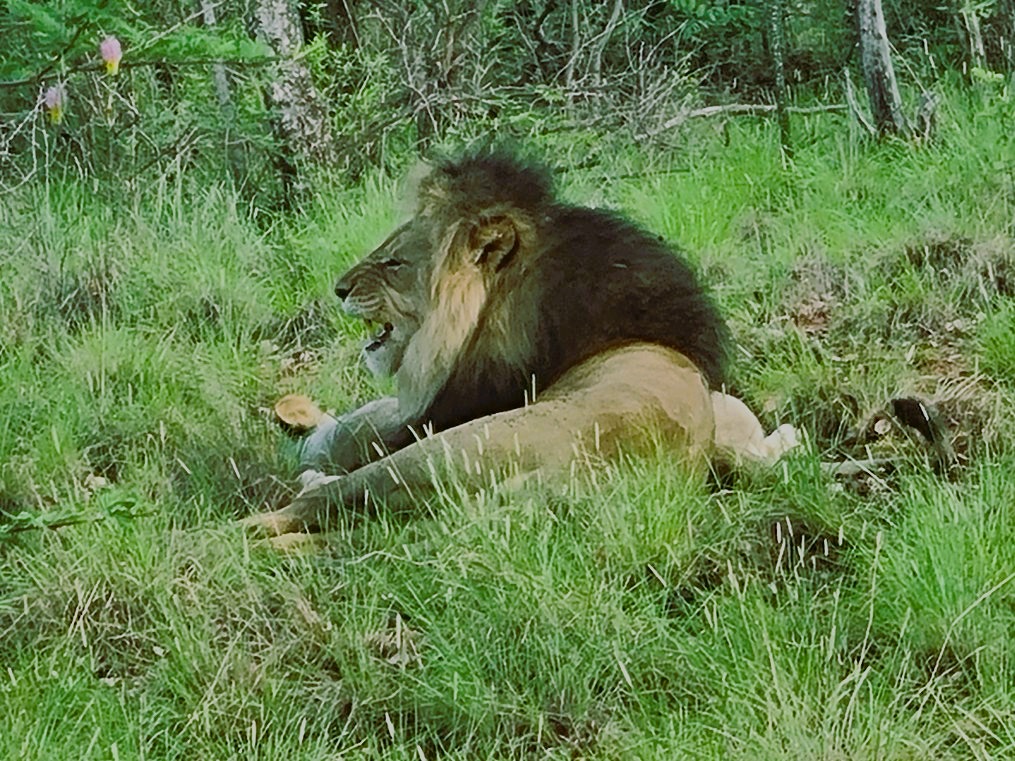 Sudafrica, Mabula Reserve, leone capobranco  credits  Maurizia Ghisoni