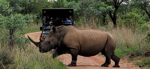 Sudafrica, Mabula Reserve, un rinoceronte nero