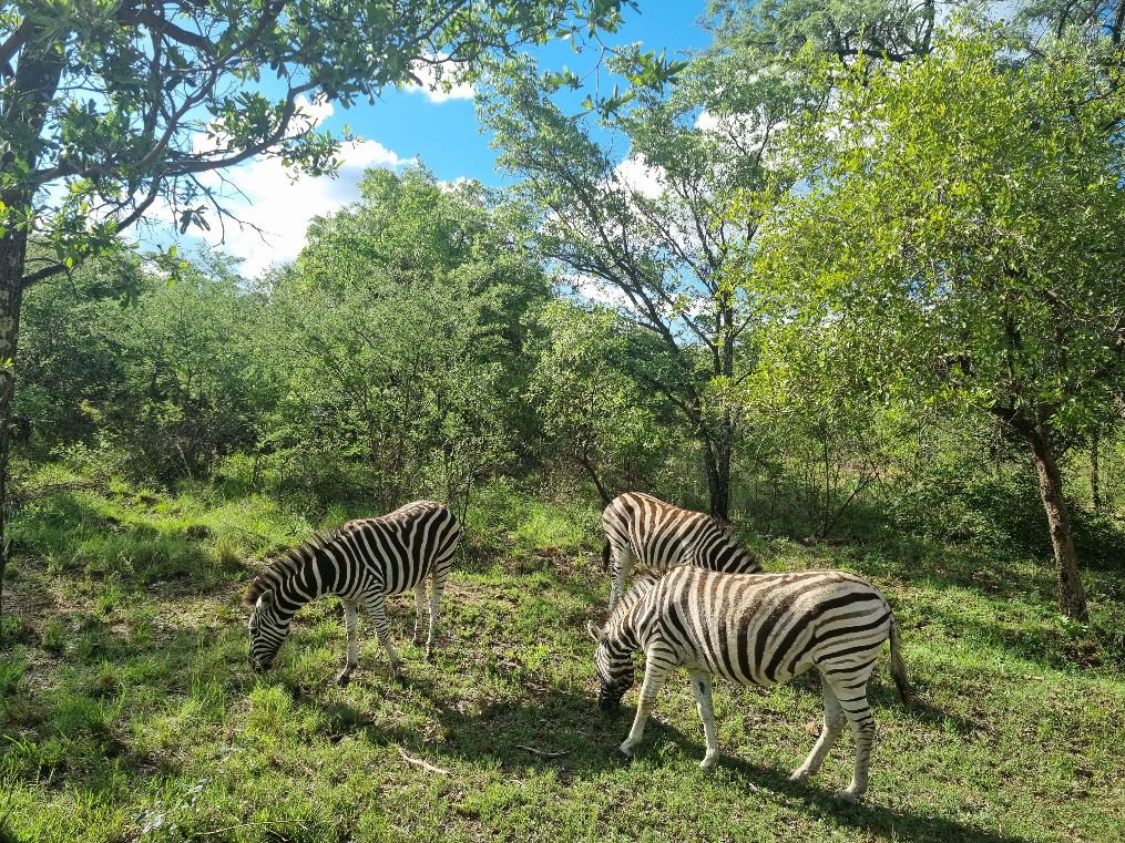 Sudafrica, Mabula Reserve, un gruppo di zebre, tra i primi incontri del mattino , credits M.Ghisoni